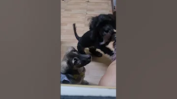 Snack Time My 2 Puppies Doggiebiscuits Viralshort Viradogs Puppies Shihtzudog Aspindog 
