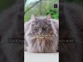 Why Cats Sit With One Paw Tucked In