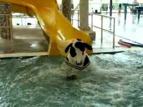 cow on water slide video youtube water slide video