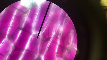 Plasmolysis of Red Onion Skin Cells