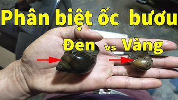 Cách phân biệt ốc bươu Vàng và ốc bươu Đen | Trang Trại An Xuyên