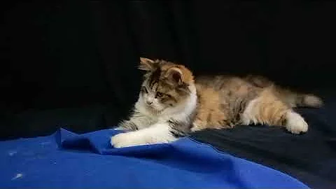 Watch the video about Persian 4 months kitten available for sale