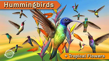 Hummingbirds - Unity Project