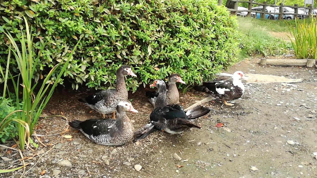 逃げはしないが警戒して動かなくなる鳥 YouTube
