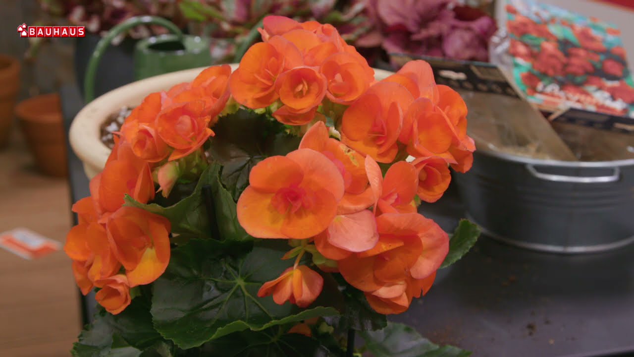 Škola vrtlarstva - begonija