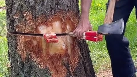 TREE WEDGING SCHOOL , CLASS IN SESSION