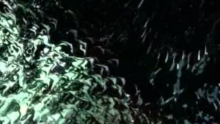 No Victory For The Grave - Jewelz Infinite