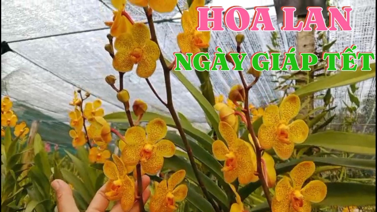 HOA LAN CUỐI THÁNG 12 ÂM LỊCH