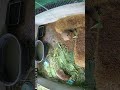 คาปิบ่ร่าของผมกินใบกล้วยแล้ว 🤣 #wjexotic #capybara #exotic #iguana #คาปิบาร่า #tegu #animals