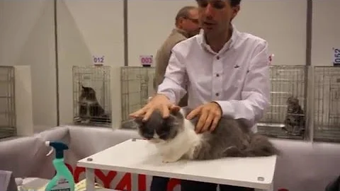 Watch the video about Love me do - Finale Kitten TICA Paris Animal Show