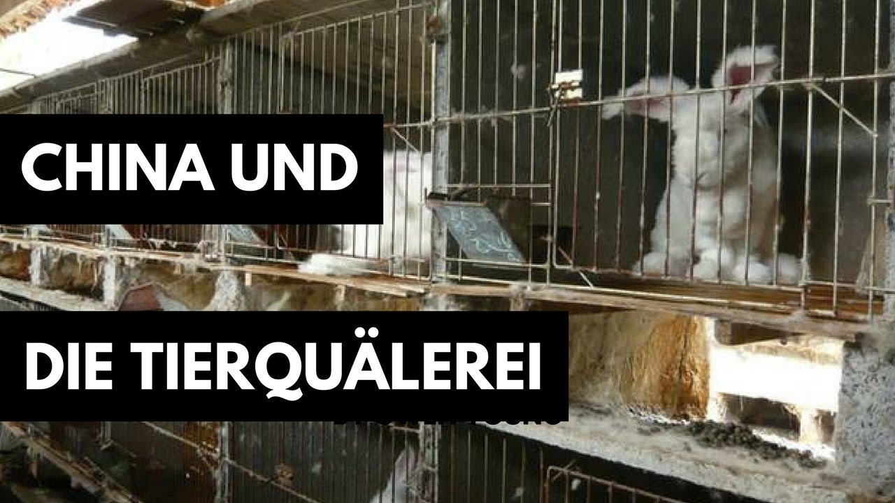 Chinas Tierqualerei Fair Fashion Lifestyle Rethinknation Youtube
