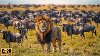 สัตว์ป่าแอฟริกัน 4K: การอพยพที่ยิ่งใหญ่ที่สุดในโลกจากแทนซาเนียไปยังเคนยาด้วยเสียงจริง #45