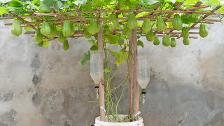The best way to grow chayote for you, self-water for high yield and no need for a garden