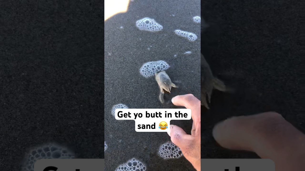 Large Sand Crab headin home! 