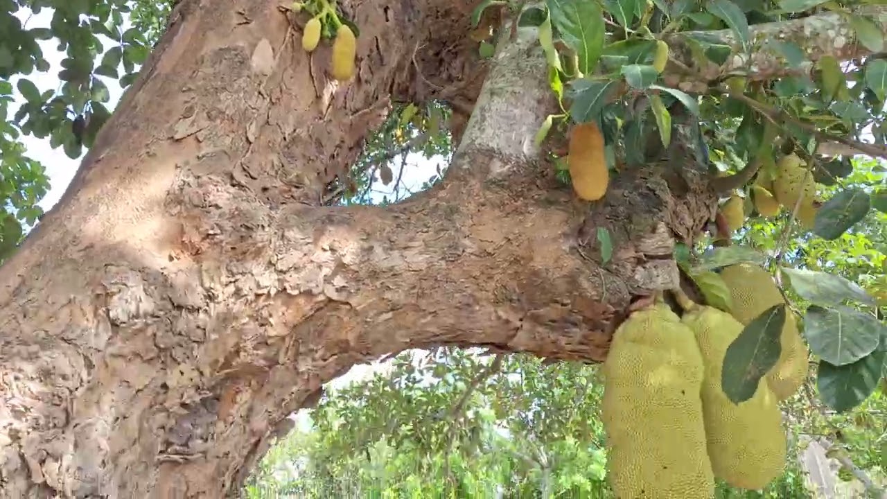 OLHA QUE LINDA A SAFRA DE MANGA, JACA, SIRIGUELAS, LARANJAS E ABACATES DA CHÁCARA MAANAIM. 