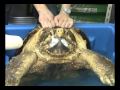 ワニガメアタック Giant Golden Alligator snapping turtle attack