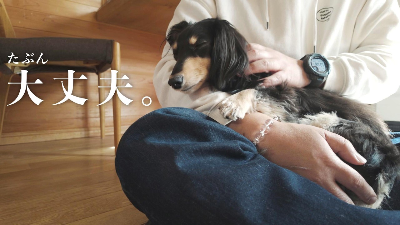 ダックスの様子が少し違った日。様子見になりました。