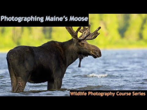 Maine Moose Photography   Wild Photo Adventures