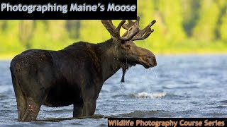 Maine Moose Photography   Wild Photo Adventures