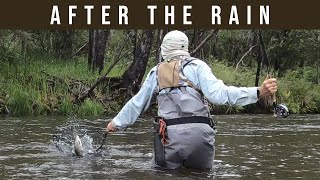 Finding Trout After Rain