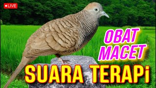 Download Lagu Suara Terapi Perkutut STRES Macet Pasti SEMBUH !! MP3 Download Lagu Suara Terapi Perkutut STRES Macet Pasti SEMBUH !! MP3