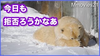 コース変更したリラ サブ放飼場の居心地がよく出舎拒否 Polar Bears Life