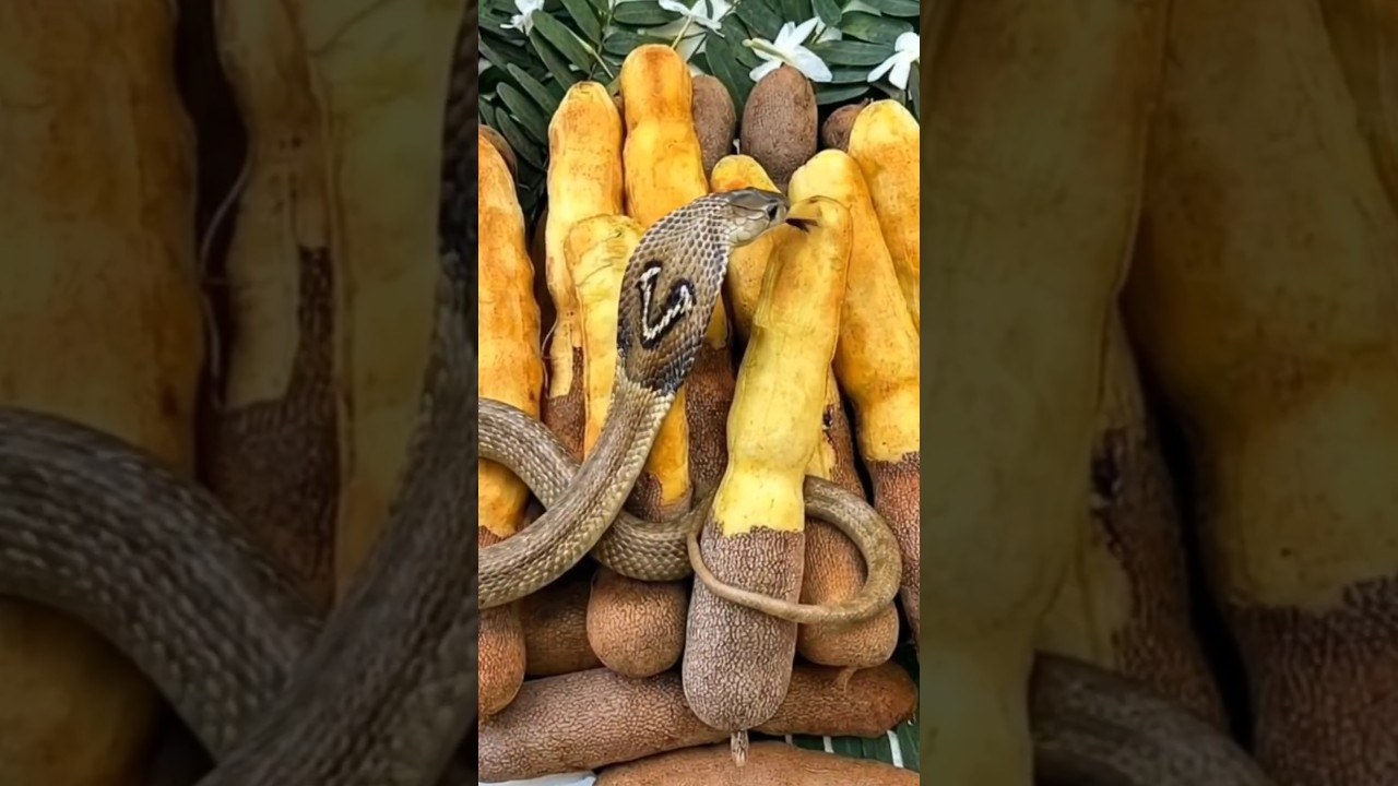 The smart cobra snake is tasting tamarind 