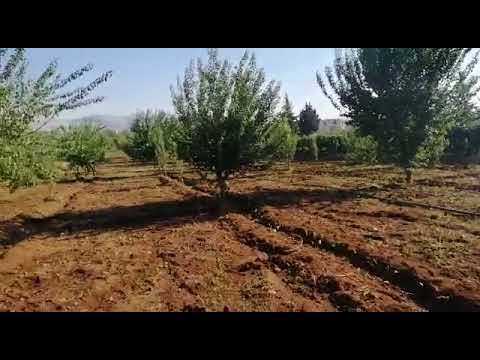 زراعة أشجار الدجاج 