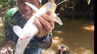 20 Biji Ukuran Segini Aja... Sudah kewalahan Bawanya..,,, Mancing Ikan Baung Di Dalam Hutan