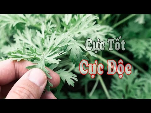 Video Cây Ngải cứu - Cực Tốt nhưng Cực Độc, những công dụng... - youtube