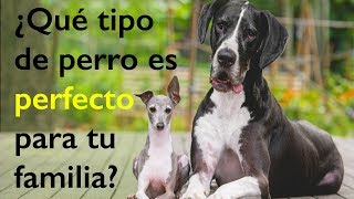 Cómo elegir la raza de perro perfecta para ti?