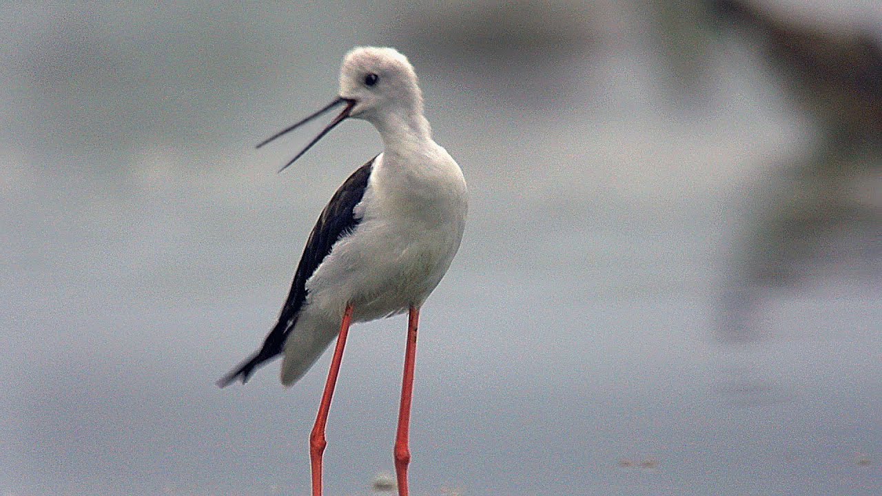 Ходулочник (Himantopus himantopus) - Black-winged stilt | Film Studio