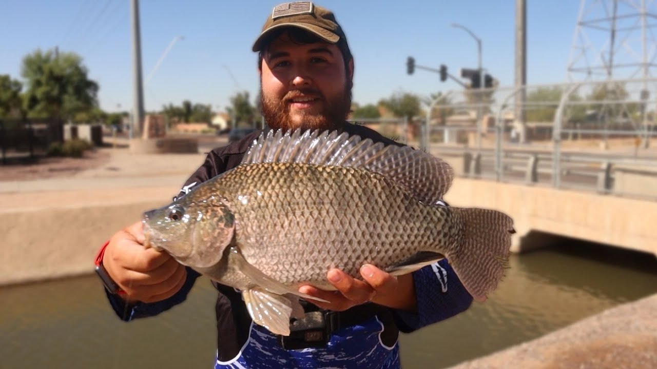 Urban Arizona Canal Fishing with Worms! (Big Fish) YouTube