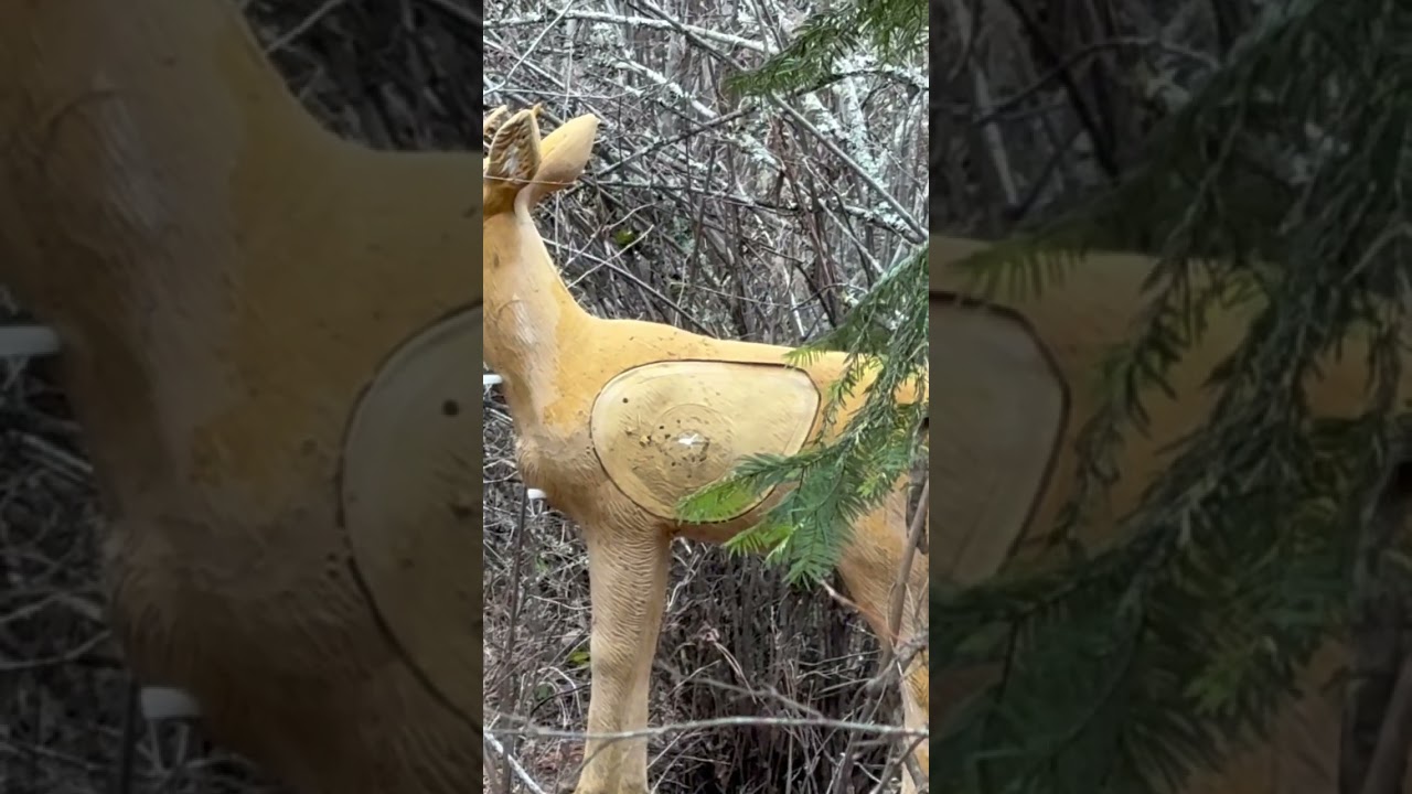 Tiny whitetail gets smoked #pnw #hunting #shorts #reels #content #subscribe #3darchery #mathews