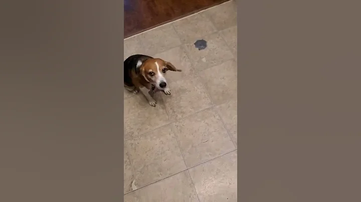 my Beagle is such a good girl