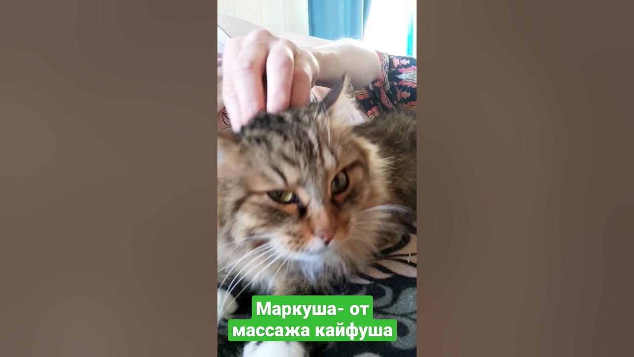 Маркуша и массаж. Милый кот кайфует от массажа - YouTube