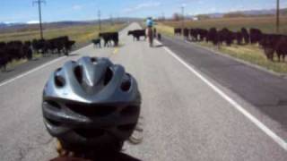 Cow video.AVI