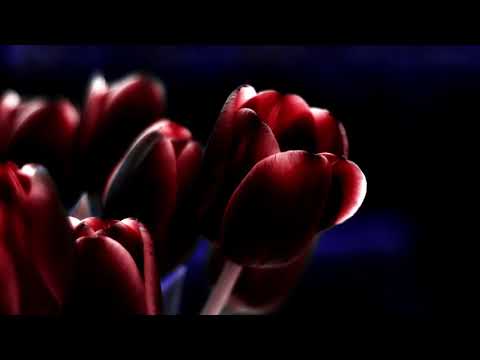 Адлер коцба -