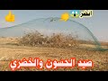 صيد الحسون والخضري اجمل واروع طريقة الصيد  مع الصياد عماد وأبو عدي,chardonneret