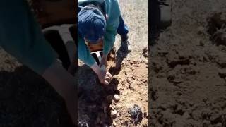 Как ловить суслика с лопатой