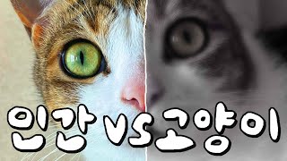 인간과 고양이가 보는 세상은 어떻게 다를까?