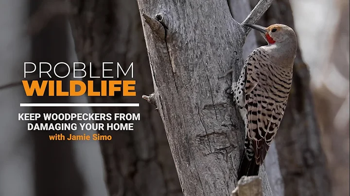 Are woodpeckers putting holes in your house?
