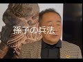 【29知らなかった　孫子の兵法】1 20220322 29 ●● 知らなかった 孫子の兵法 齋藤孝著 小学生なら知っておきたいもっともっと教養366 小学館 ことわざ XTWT5547
