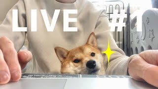 柴犬りんご郎 Shiba Inu Ringoro Analisis Dan Laporan Saluran Youtube Didukung Oleh Noxinfluencer Mobile