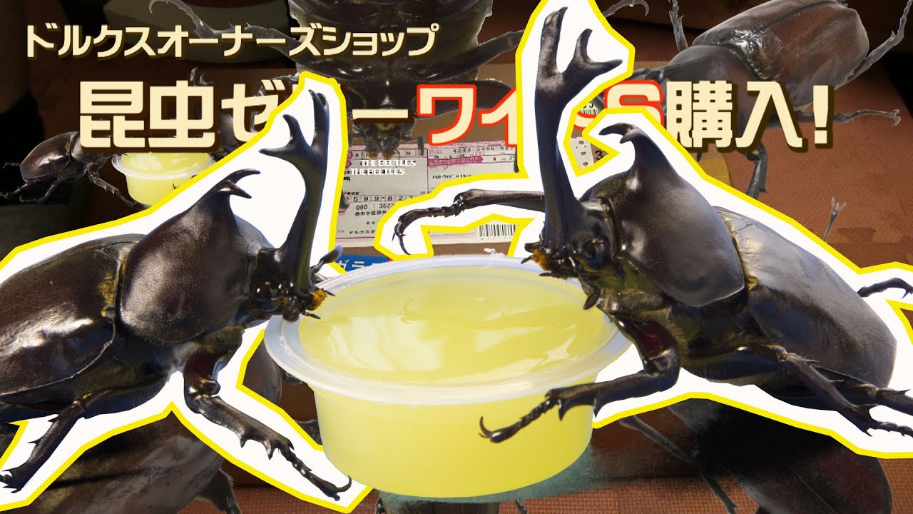 格安ワイドゼリーは大きなカブトムシに食べやすいよ Dos Beetles Jelly Open Youtube