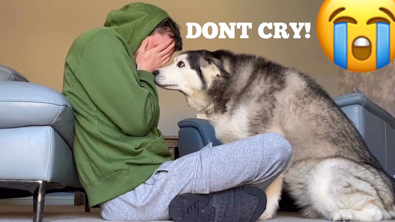 The Best & Funniest Things About Siberian Huskies! [CUTEST REACTIONS EVER!!]