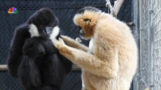 A New Documentary Goes Inside the Gibbon Conservation Center