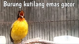 burung kutilang emas gacor