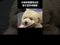 いぬが床屋さんに行くだけの動画