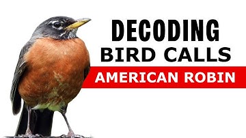 Bird Calls Decoded - American Robin Alarm Call